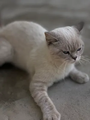 Кот 1