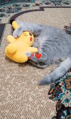 Шотландский фолд 1