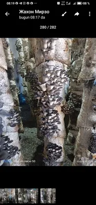 Продаётся мицелий вешенки 1