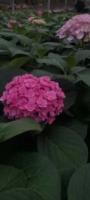 Pushti gortenziya 1
