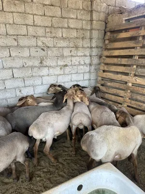 Qirg’iziston Bishkek qochqorlaru 1