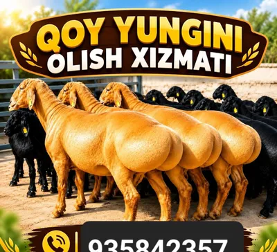 Услуги по стрижке овец