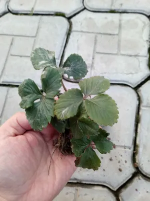 Саженцы клубники. Қулупнай кўчатлари 1