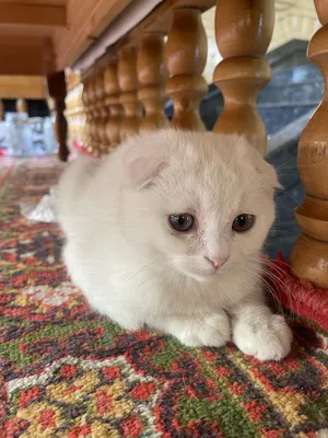 Gangan uslubidagi porno