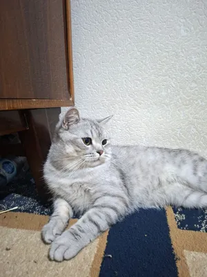 Britanskiy shinshilla (Toshkent shahri) 1