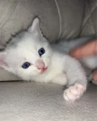 Котята на продажу 1