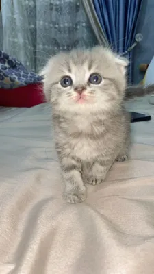 It uslubidagi etuk ayollarning yaqindan suratlari