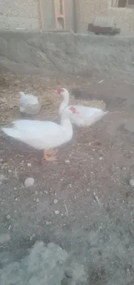 Ок индийский урдак хурозлари 1