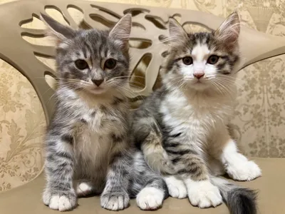 котята в добрые руки бесплатно