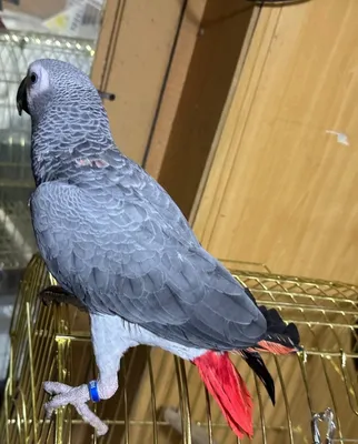 Jako sotuvda toshkenda ruchnoy gaplari bor ideal qush 7 oyli gapi tinu 1