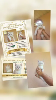 Британки-аристократки, ау 11 окраса! 1