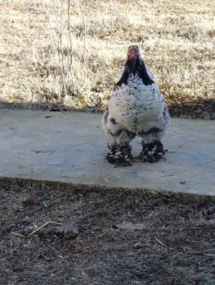 Brama tuxumlarii 1