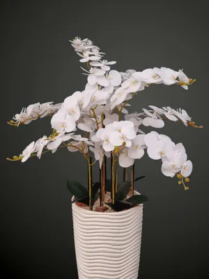 Orxideya Falenopsis (sun’iy) 1