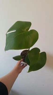 Monstera Delitsioza 1