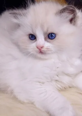 Qirqdan oshgan ayollar jinsiy porno