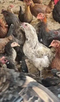 Дамашни хурозлар 1