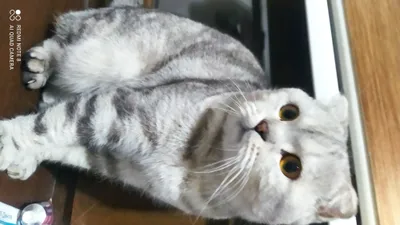 Милый домашний котенок 1