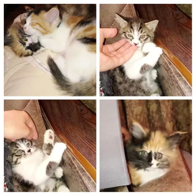 Мушукчалар