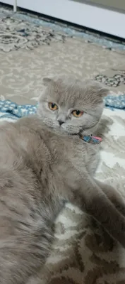 Кошка породы скоттиш-фолд 1