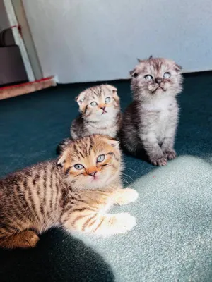 Кошка 1