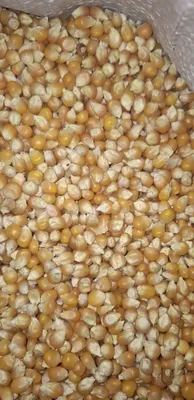 Продаётся кукуруза для попкорна