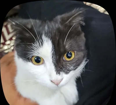 Кошка, породистая, не больна 1