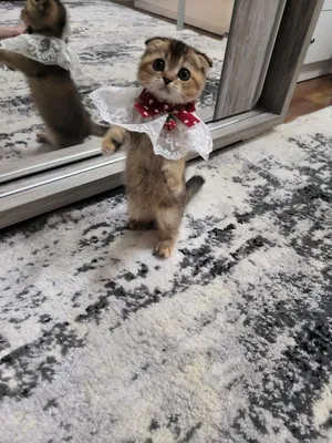 Шикарные котята шиншиллы 1