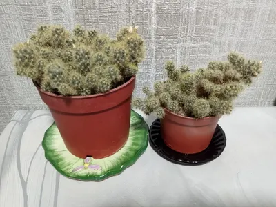 Gullayotgan «Mammillaria» kaktuslari. 1