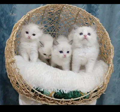 Qamoqxonada yalash porno video