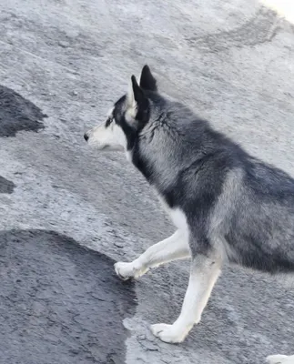 Srochni sotiladi bugun ertaga Xaski .Haski it sibirskiy xaski qiz bol 1