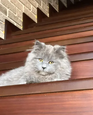 Кот хайленд фолд чистокровный