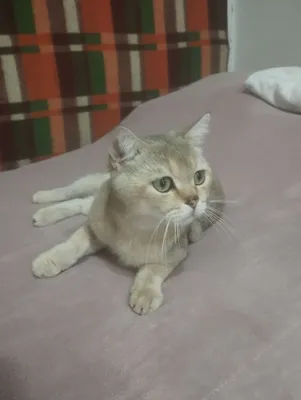 Ajoyib shinshilla mushukchalari sotiladi 1