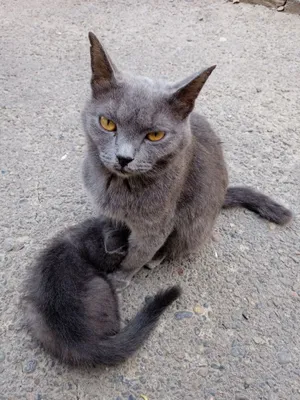 Домашняя кошка, приучена к лотку, здоровая 1