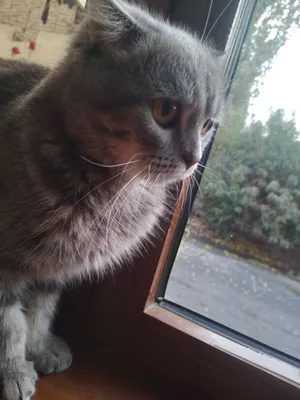 Dynamiko planshetlari uzoq vaqt davomida jinsiy aloqada bolishadi