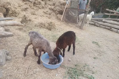 Самец и самка казахской породы Барра 1