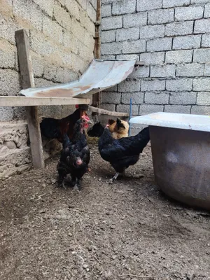 Tovuq tuhimda6 6 ta 1