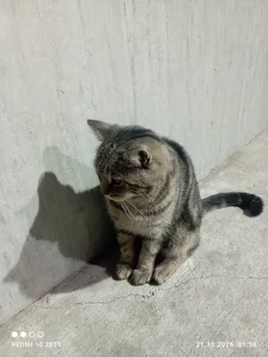 Котёнок 1