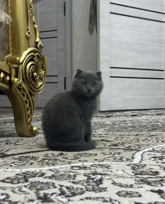 Породистый котёнок 1
