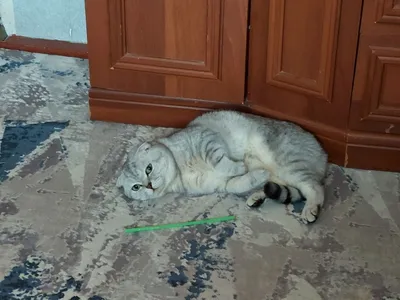 Shotland zotli erkak mushukcha 1