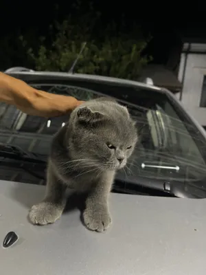 toza zotli scottish fold mushugi 1