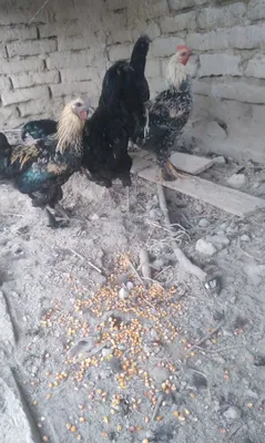 Продаются петухи 1