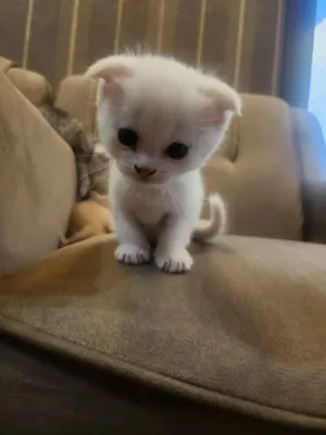 Котёнок Scottish Fold 1