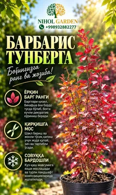 Барбарис тунберга