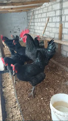 Gigant qora shahzoda tuxumlari sotilodi. Manzil Xiva shahri 1