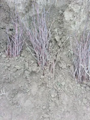 Gilos koʻchat. Gilos