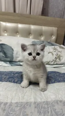 2 oylik kumushrang shinshilla mushukcha, urg‘ochi! 1