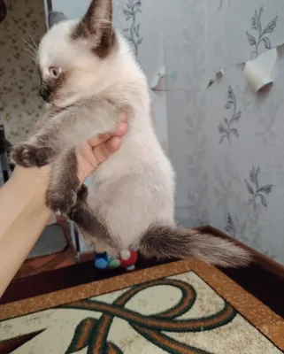 Сиямиский Кошка 1 миллион 1