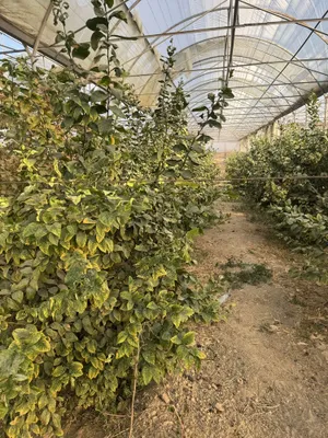 Lemon kochatlar bor 6 7 yilllik Limon hosilga kirgan 1
