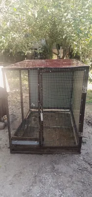 Tovuq katak sotiladi 1