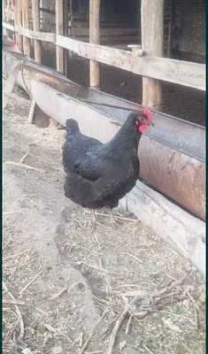 Куры породы Джерси гигант 1